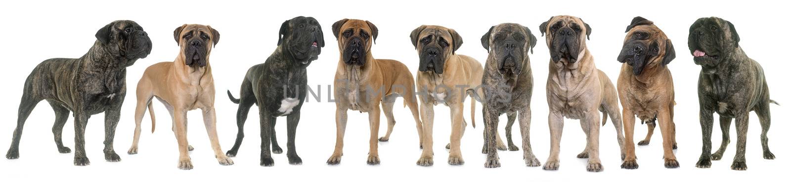 nine bull mastiffs in front of white background