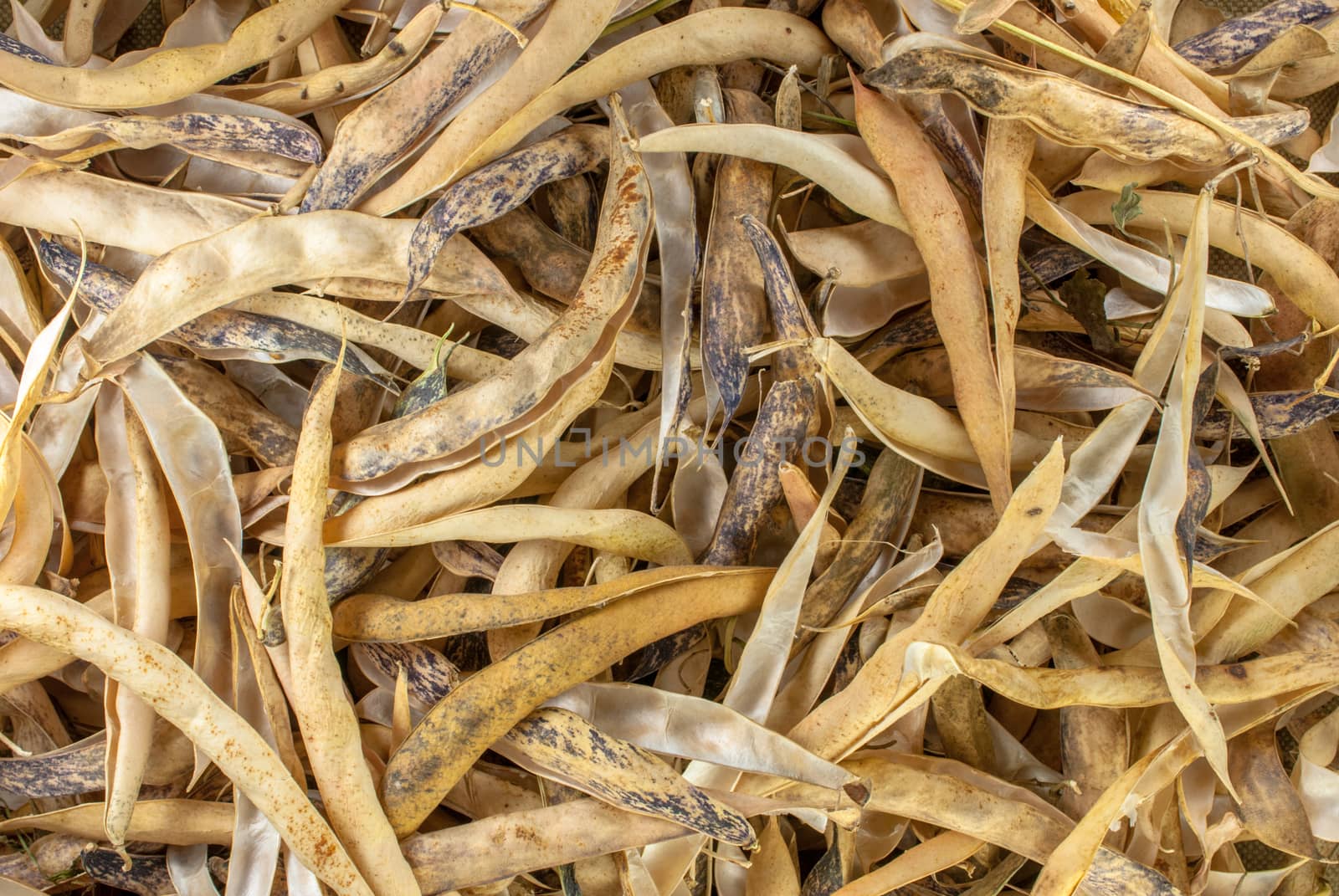 selective focus on common navy yellow dry bean vegetable