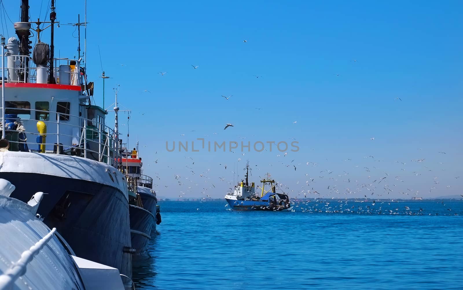 Flock of seagulls follow the fishing vessel in port.