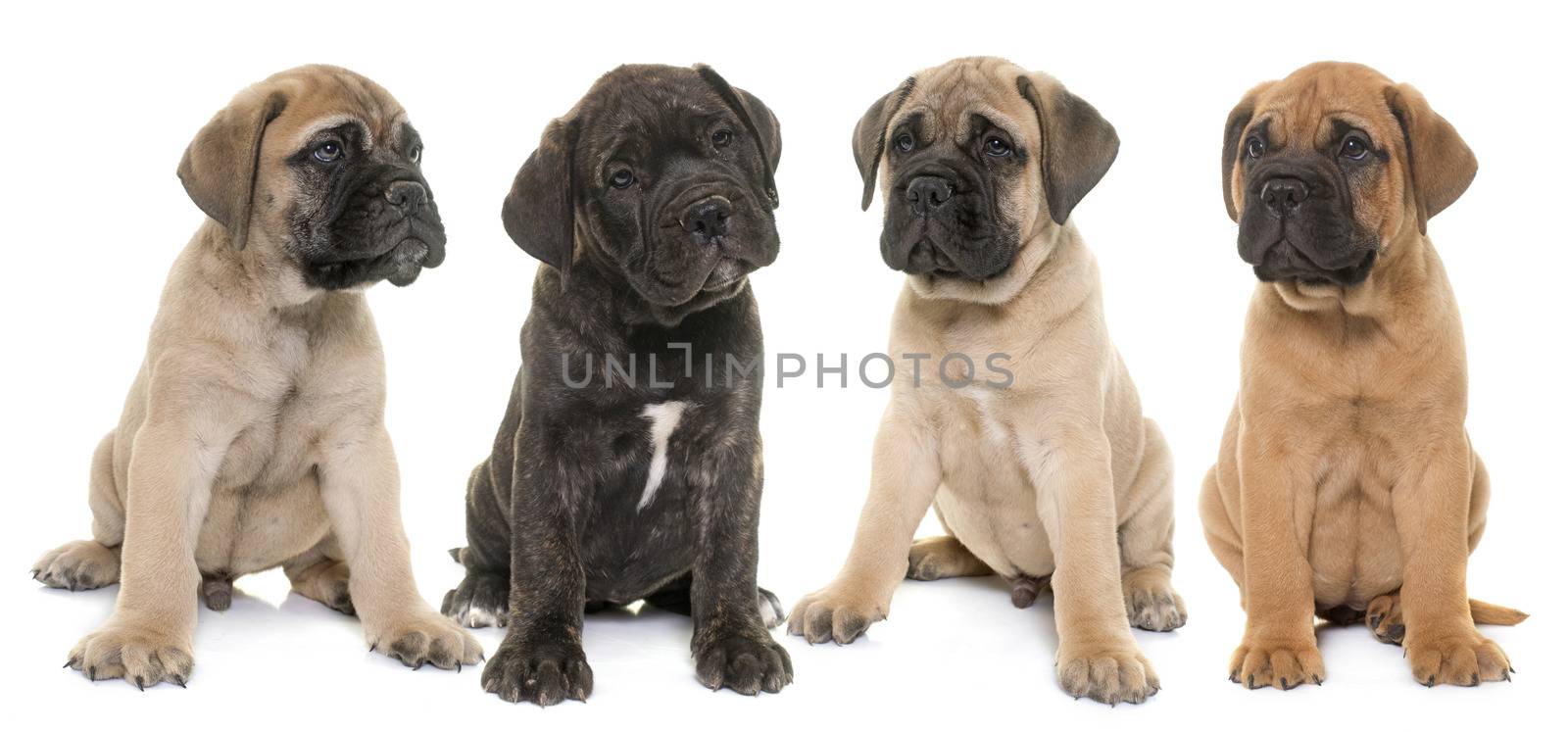 puppy bull mastiff in front of white background