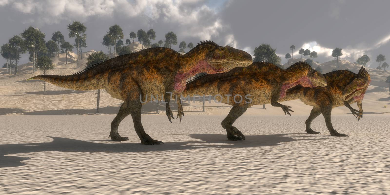 Acrocanthosaurus theropod dinosaurs band together to search for prey in the Cretaceous period.