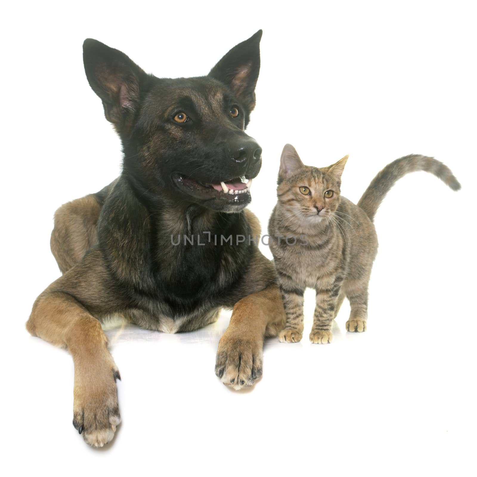 kitten and malinois by cynoclub