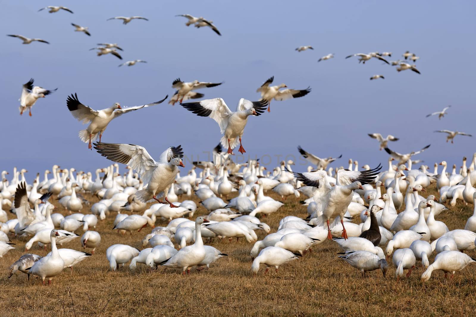  Migrating Snow Geese Fly in for Feeding by DelmasLehman