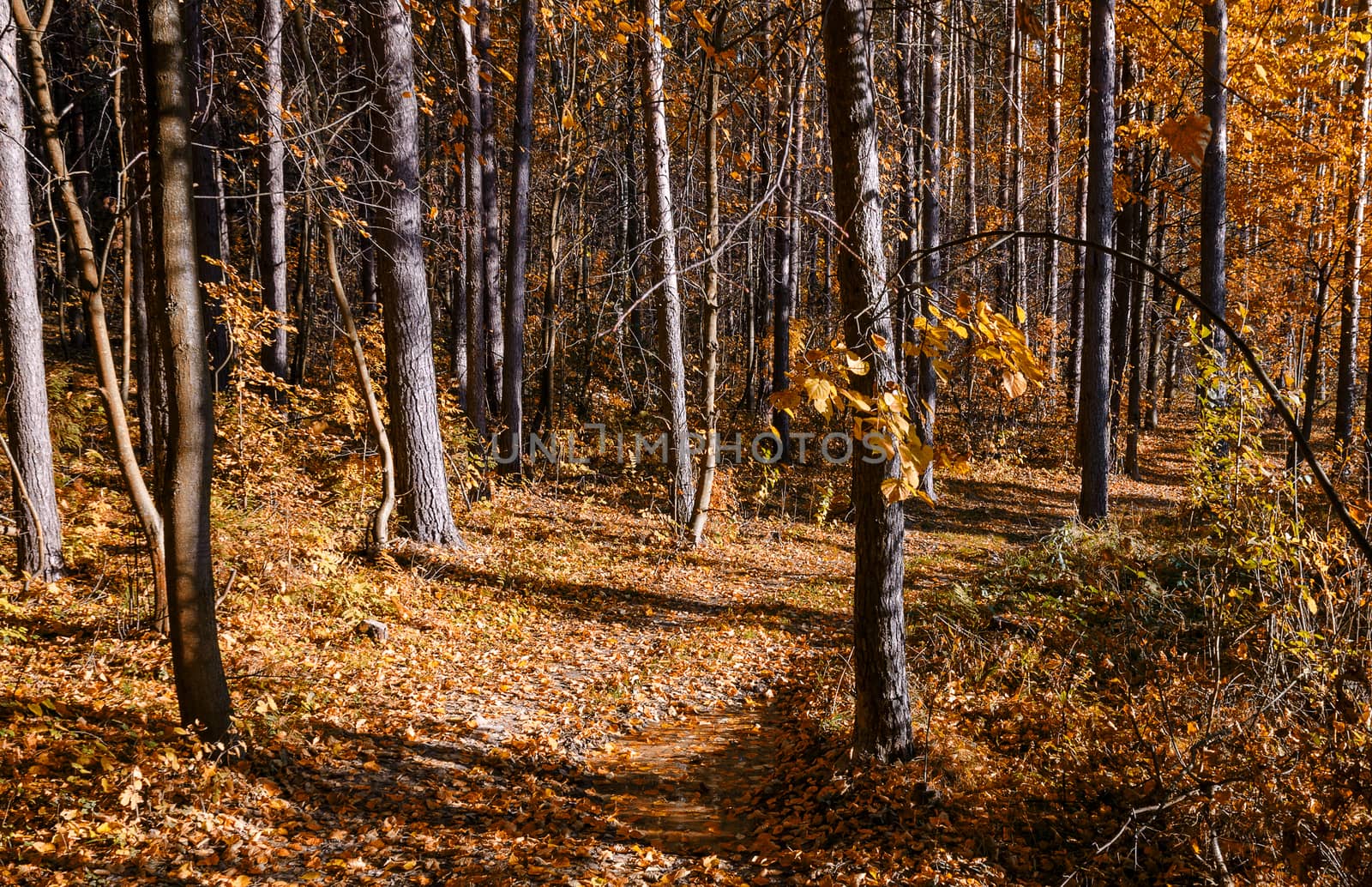 Golden autumn in the month of October in a beautiful forest