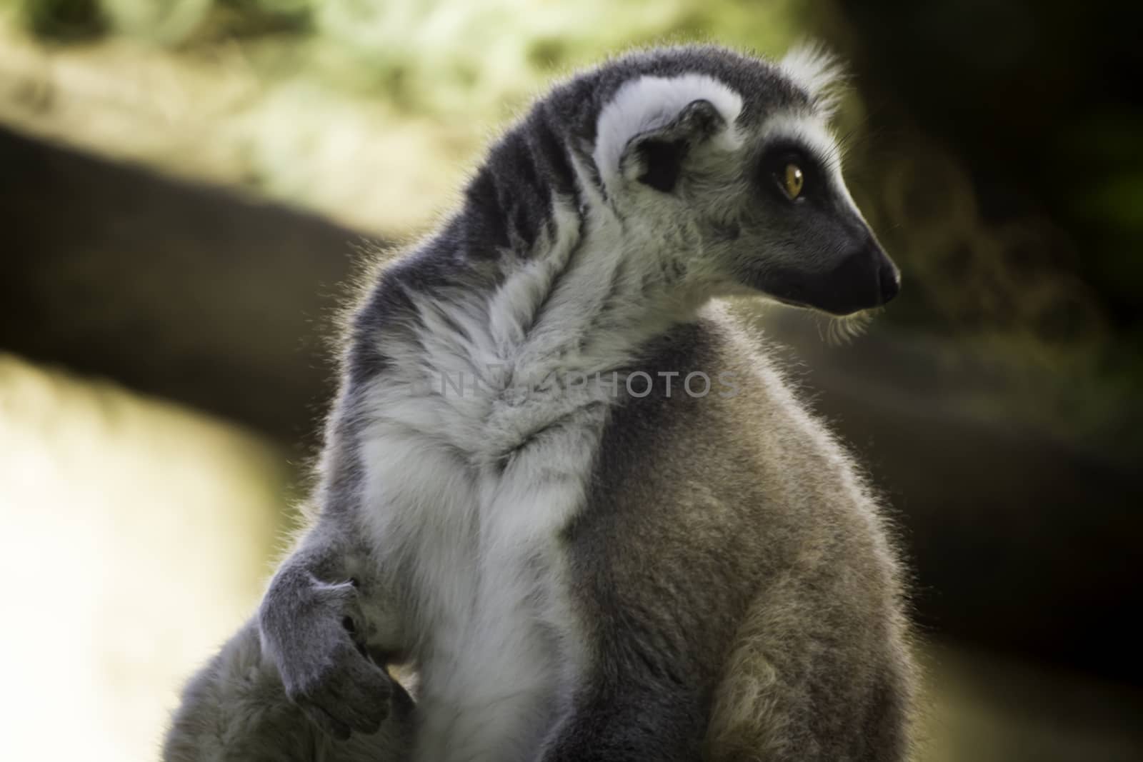 Ring-Tailed Lemur