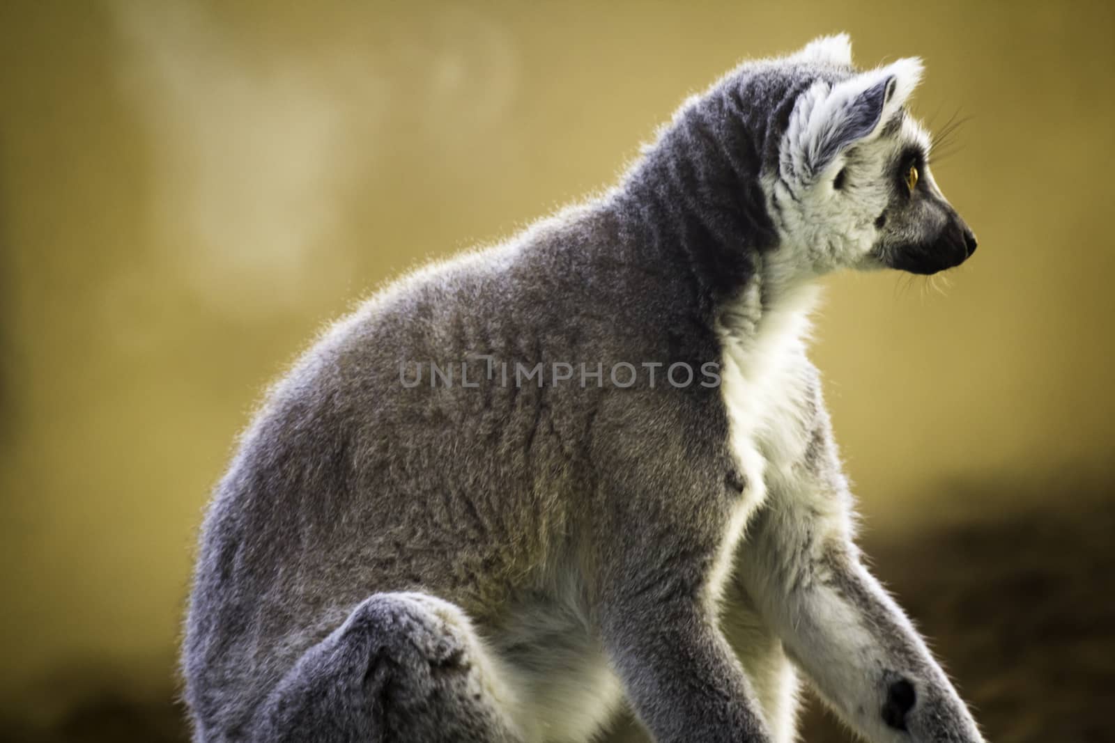 Ring-Tailed Lemur by StefanoAngeloni