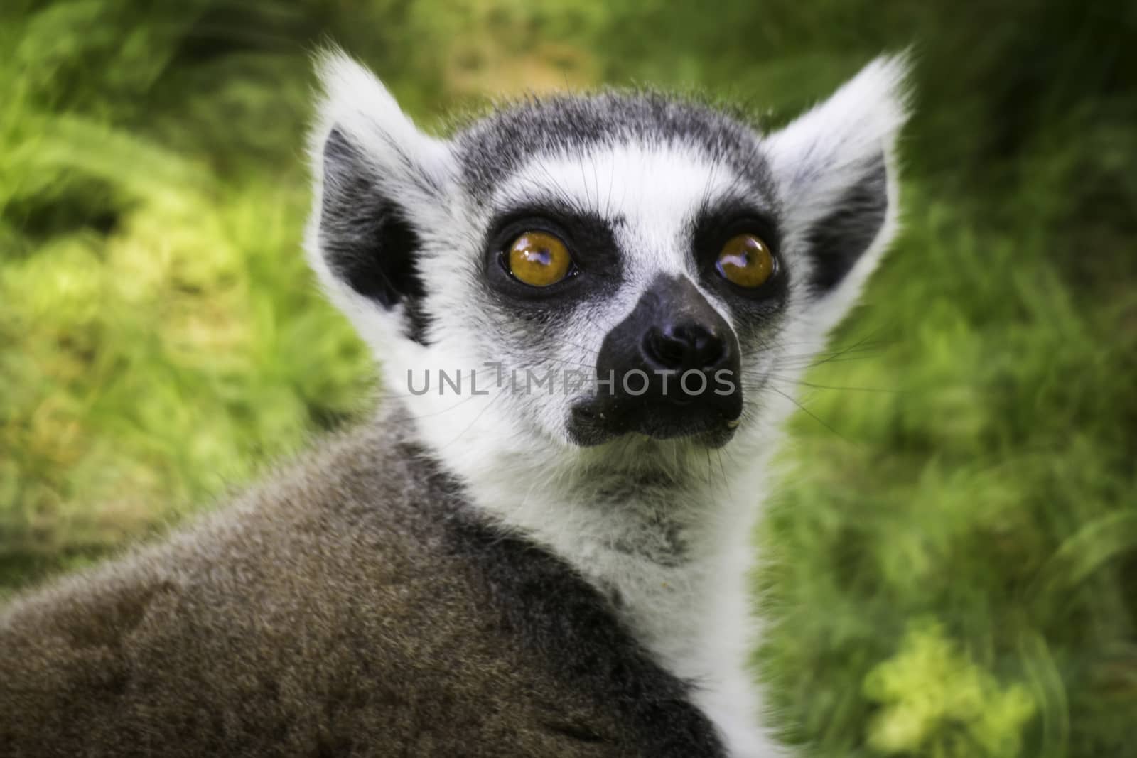 Ring-Tailed Lemur by StefanoAngeloni