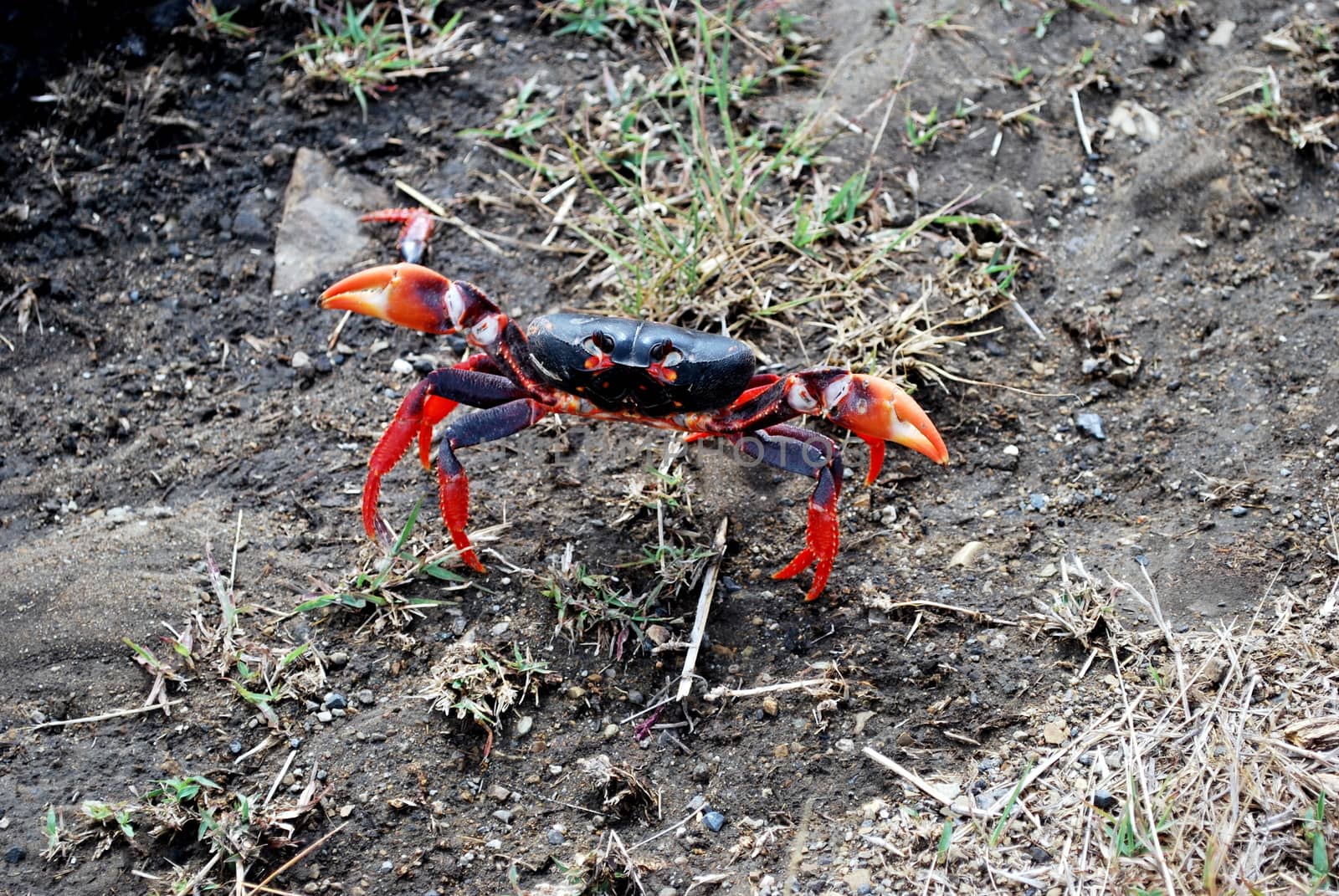 A crab threatening with colors black and orange.