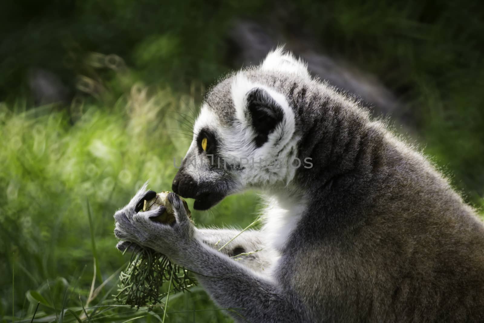 Ring-Tailed Lemur by StefanoAngeloni