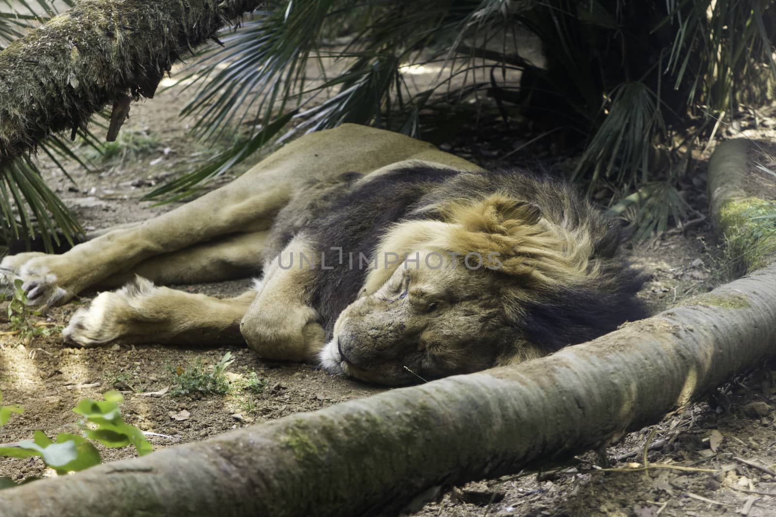 Asiatic lion - Panthera leo persica