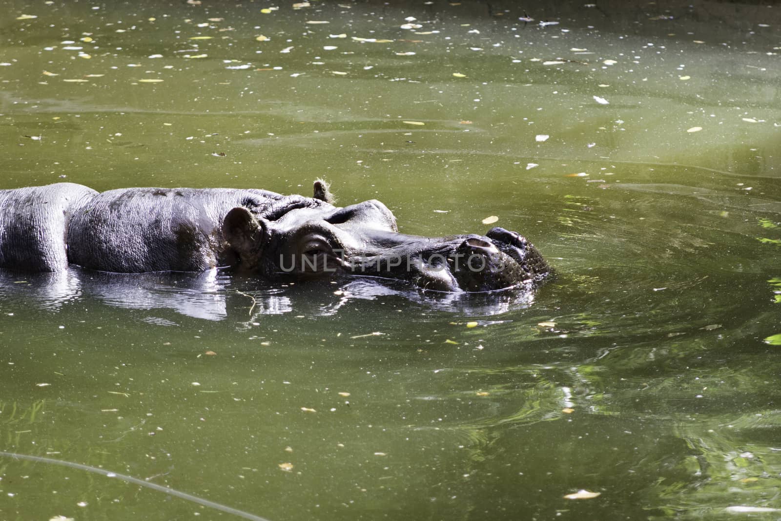 Hippopotamus by StefanoAngeloni