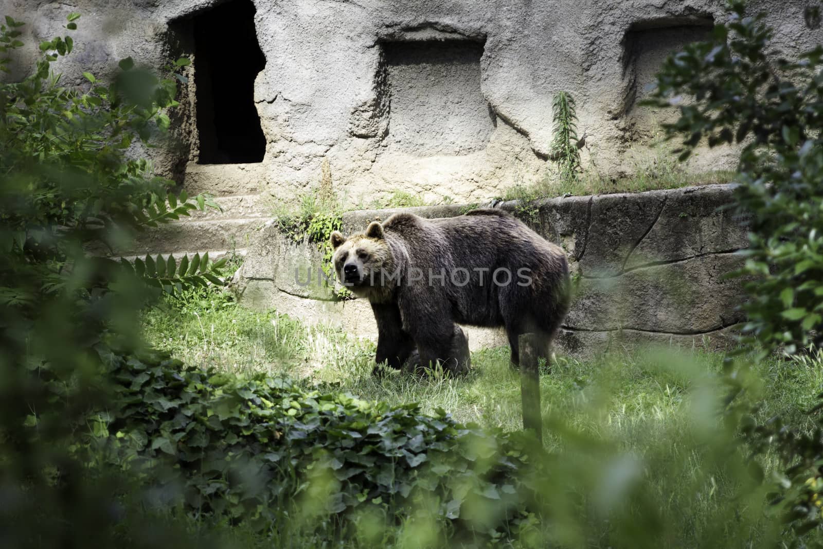Brown bear (Ursus arctos) by StefanoAngeloni