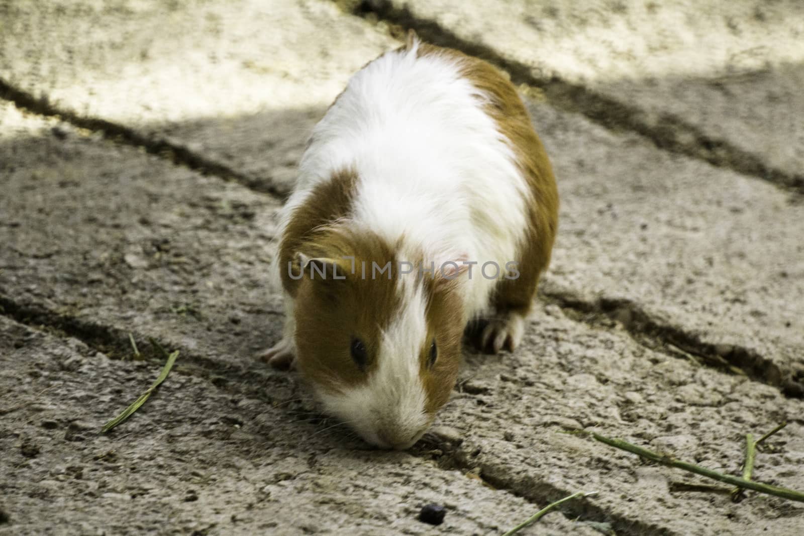 Guinea pig by StefanoAngeloni