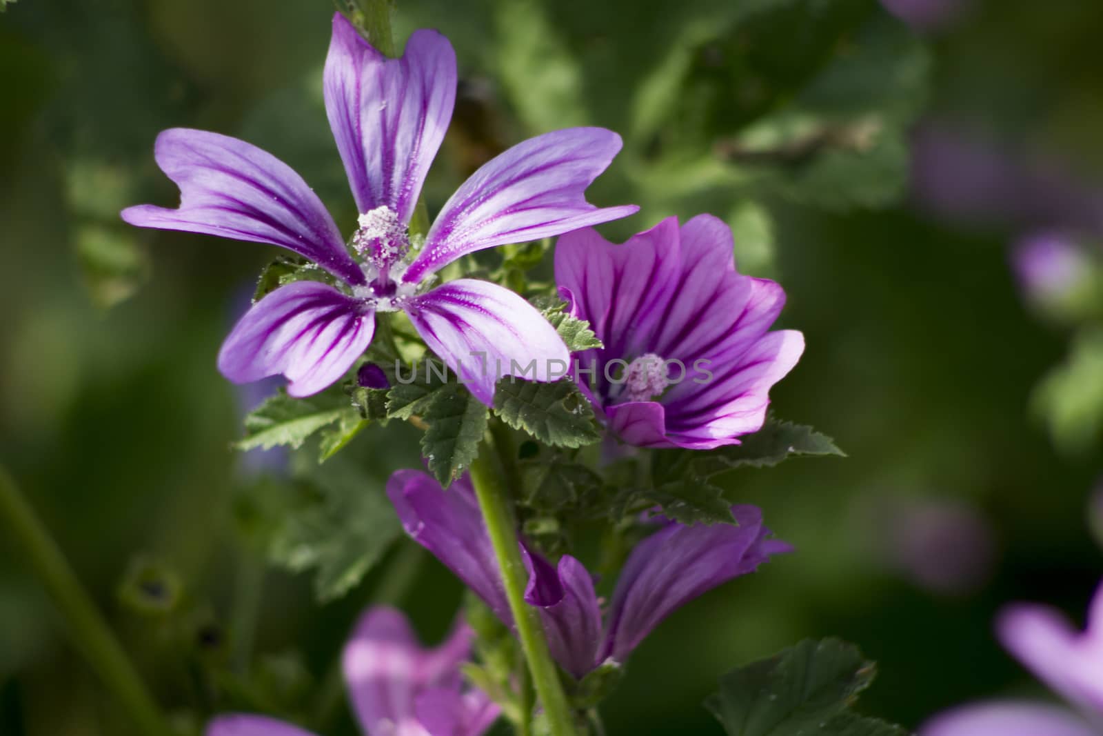 Malva sylvestris