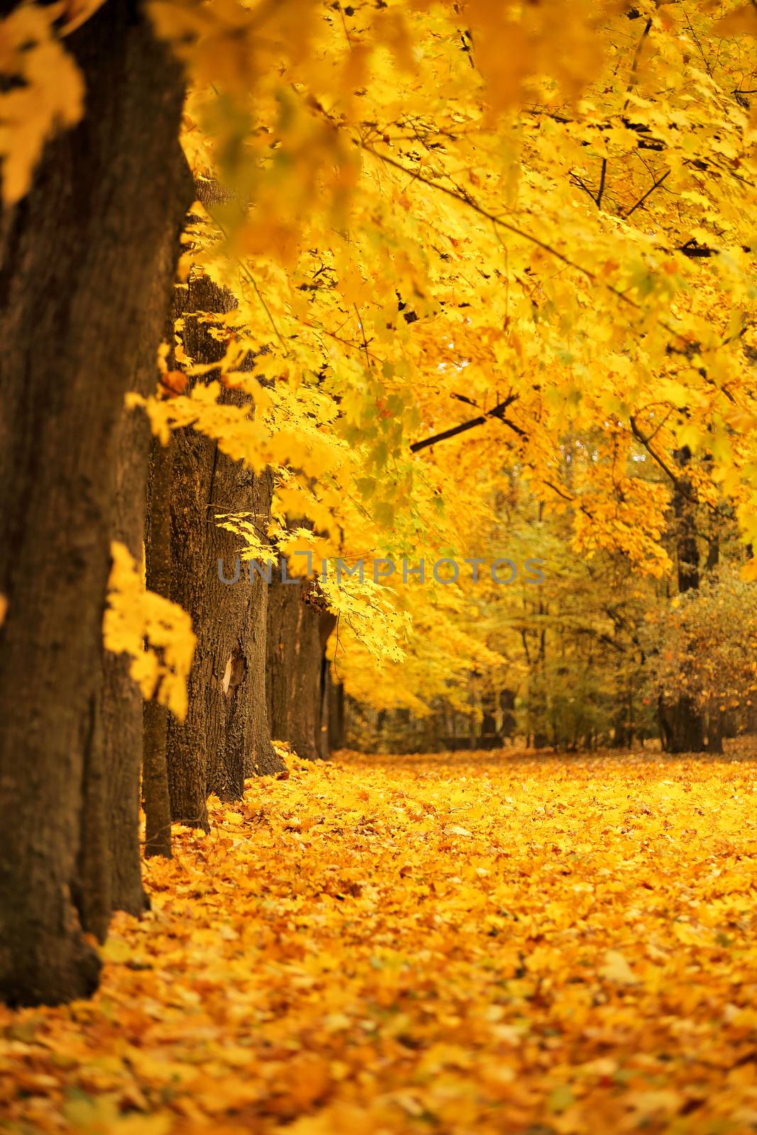 Autumn October colorful park. Foliage trees alley by weise_maxim