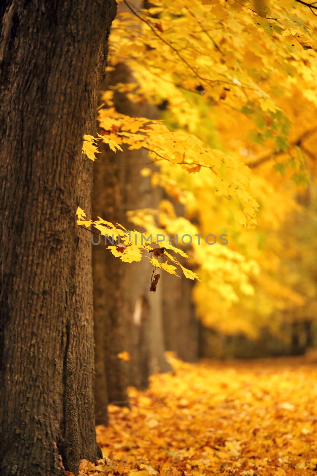 Autumn October colorful park. Foliage trees alley in park