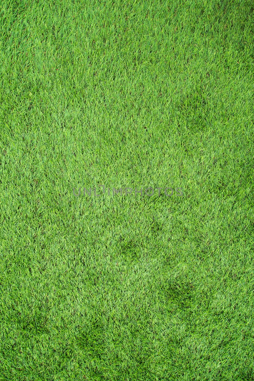 artificial green grass by antpkr