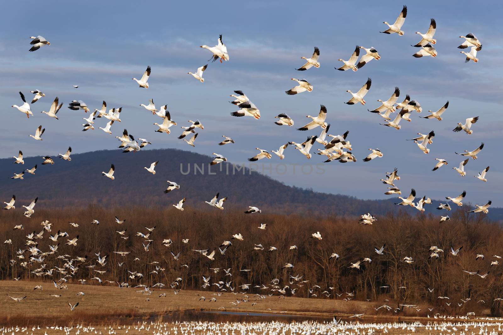 Thousands of migrating Snow Geese ( Chen caerulescens ) fly over after a layover in Lancaster County, Pennsylvania, USA.
