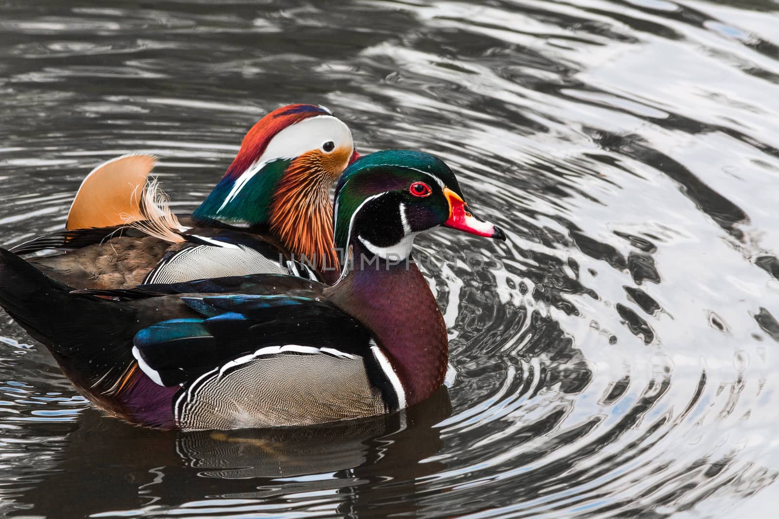 Closeup Mandarin duck (Aix galericulata) swimming in a pond.