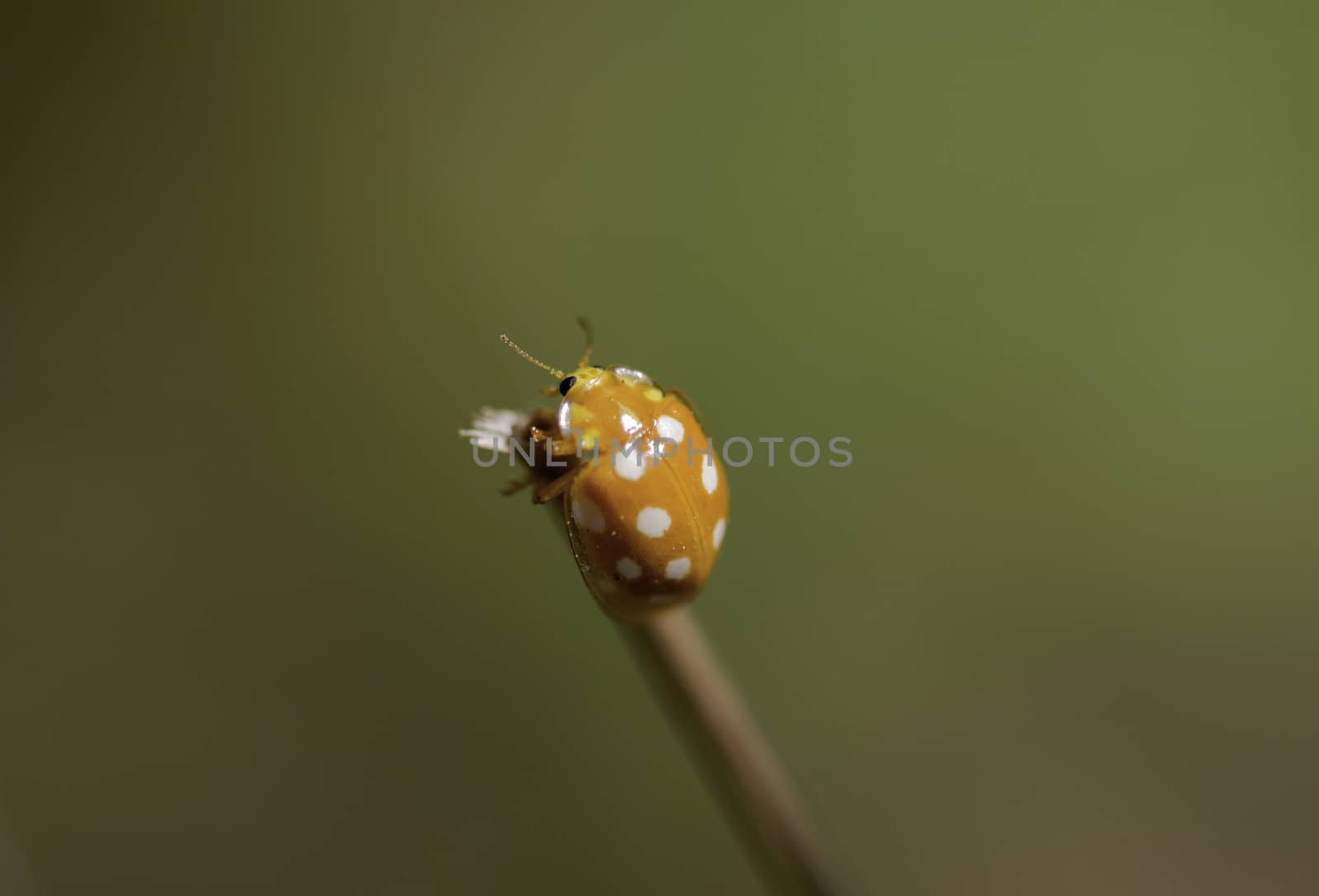 Orange Ladybird  -  Halyzia sedecimguttata  (Linnaeus, 1758)