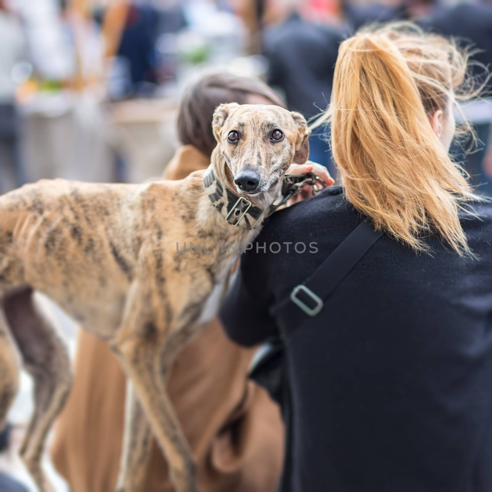 Italian Greyhound dog with his female owner on urban street event.