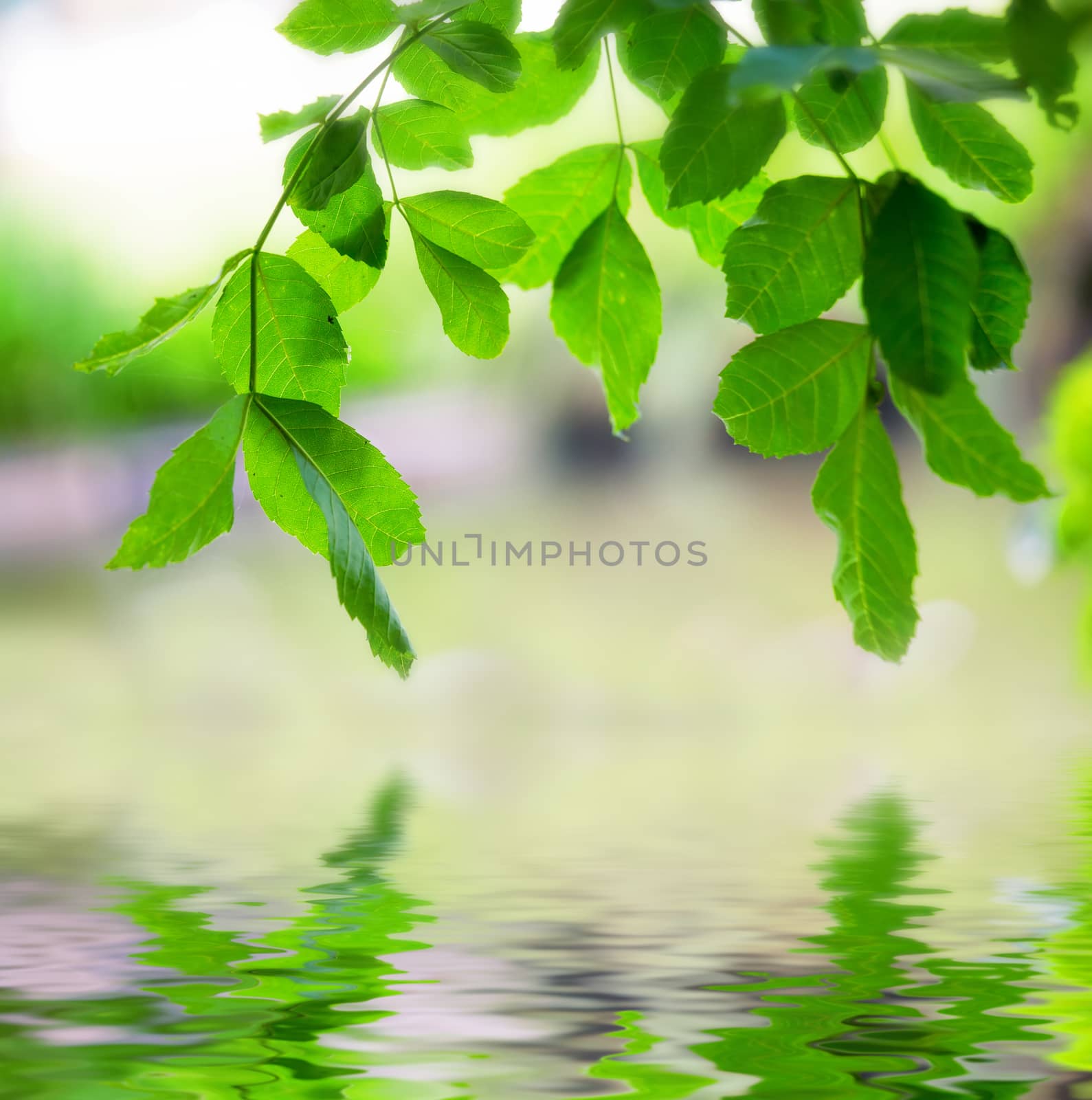 tree branch above the water closeup