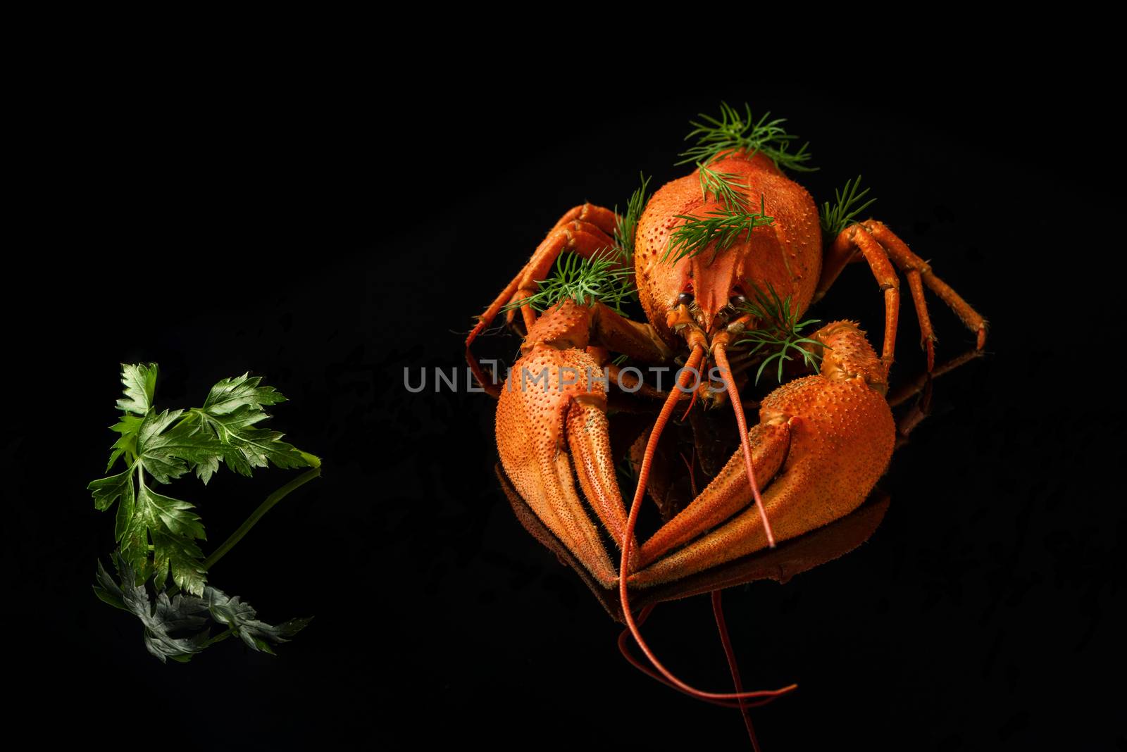 Red boiled crayfish with parsley and fennel on a black background with reflection