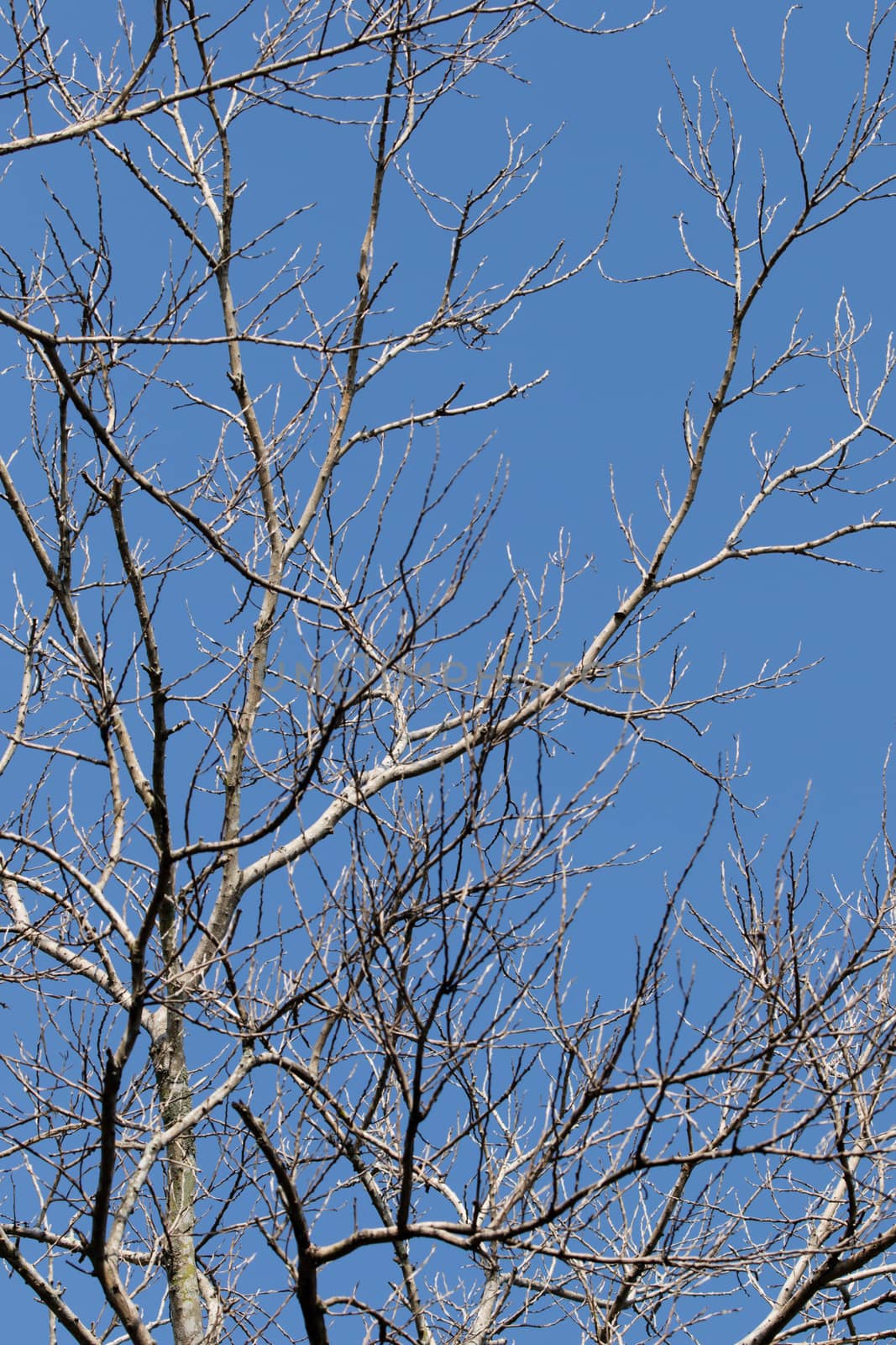 Dead branch against the clear blue sky in the morning