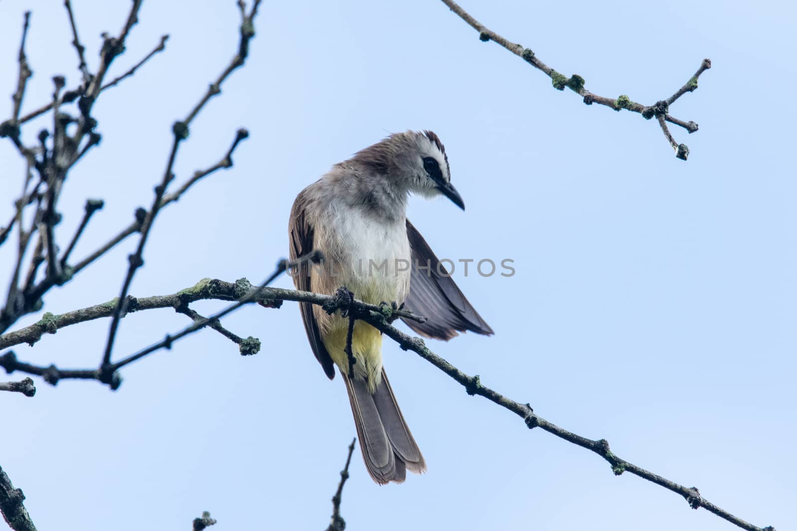 a yellow vented bulbul perching and cleaning itself