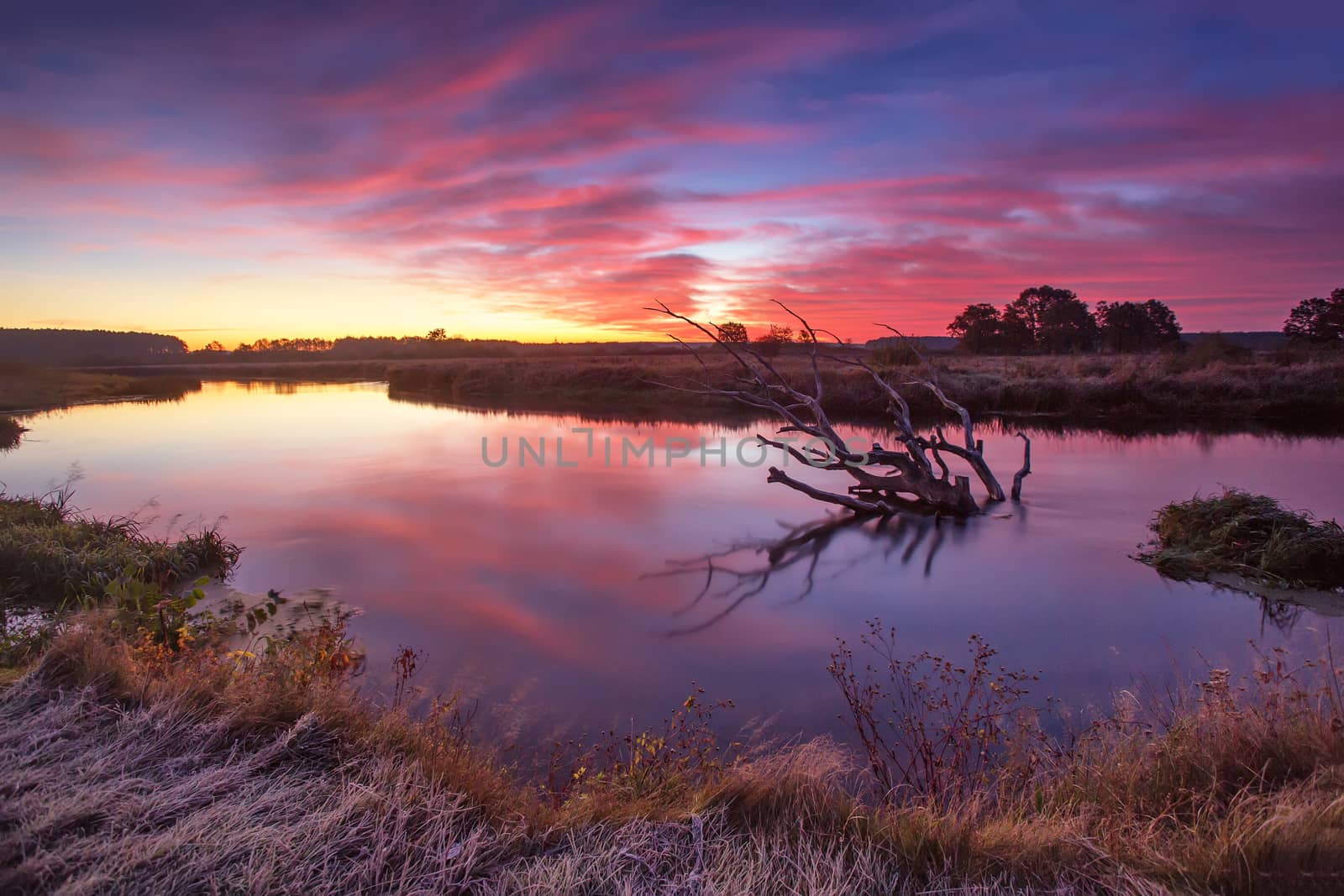 Colorful autumn dawn. Old snag in the river Neman, Belarus