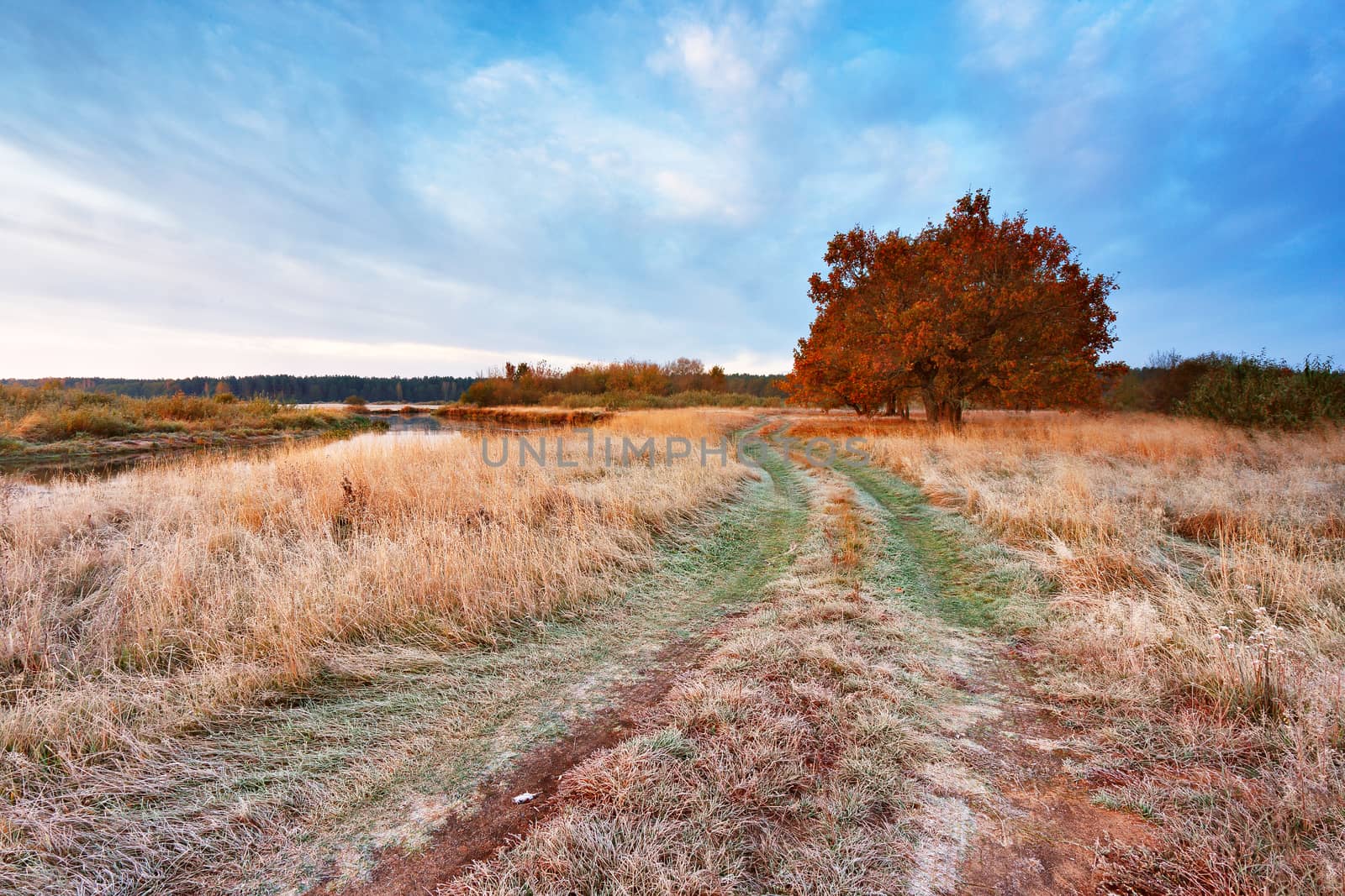 First autumn frosts in oak wood. Road in the meadow near the river in Belarus