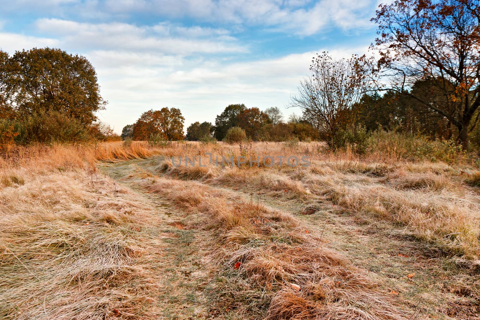 First autumn frosts. Road in the meadow in Belarus