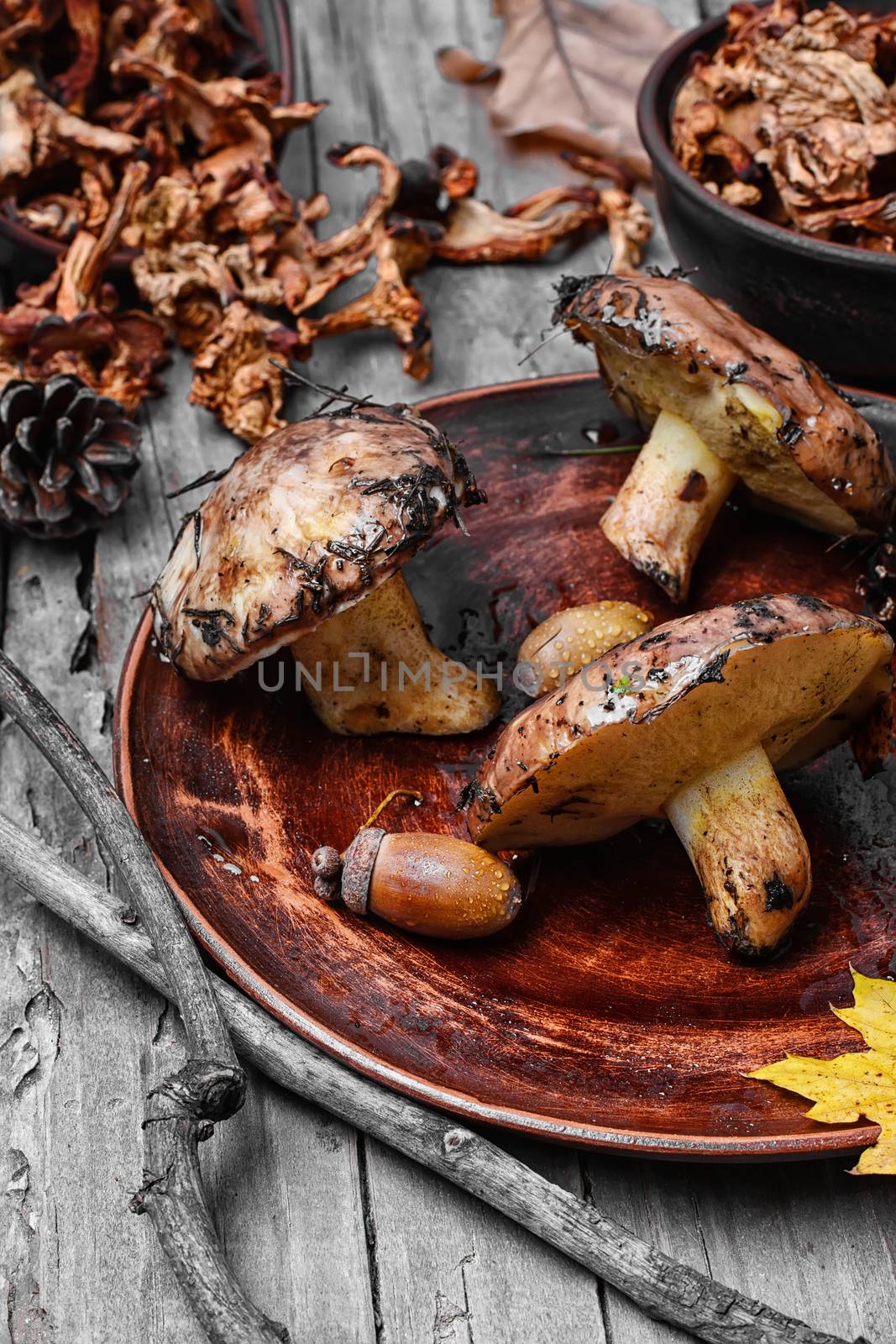 Plate collected in the forest boletus mushrooms on wooden background