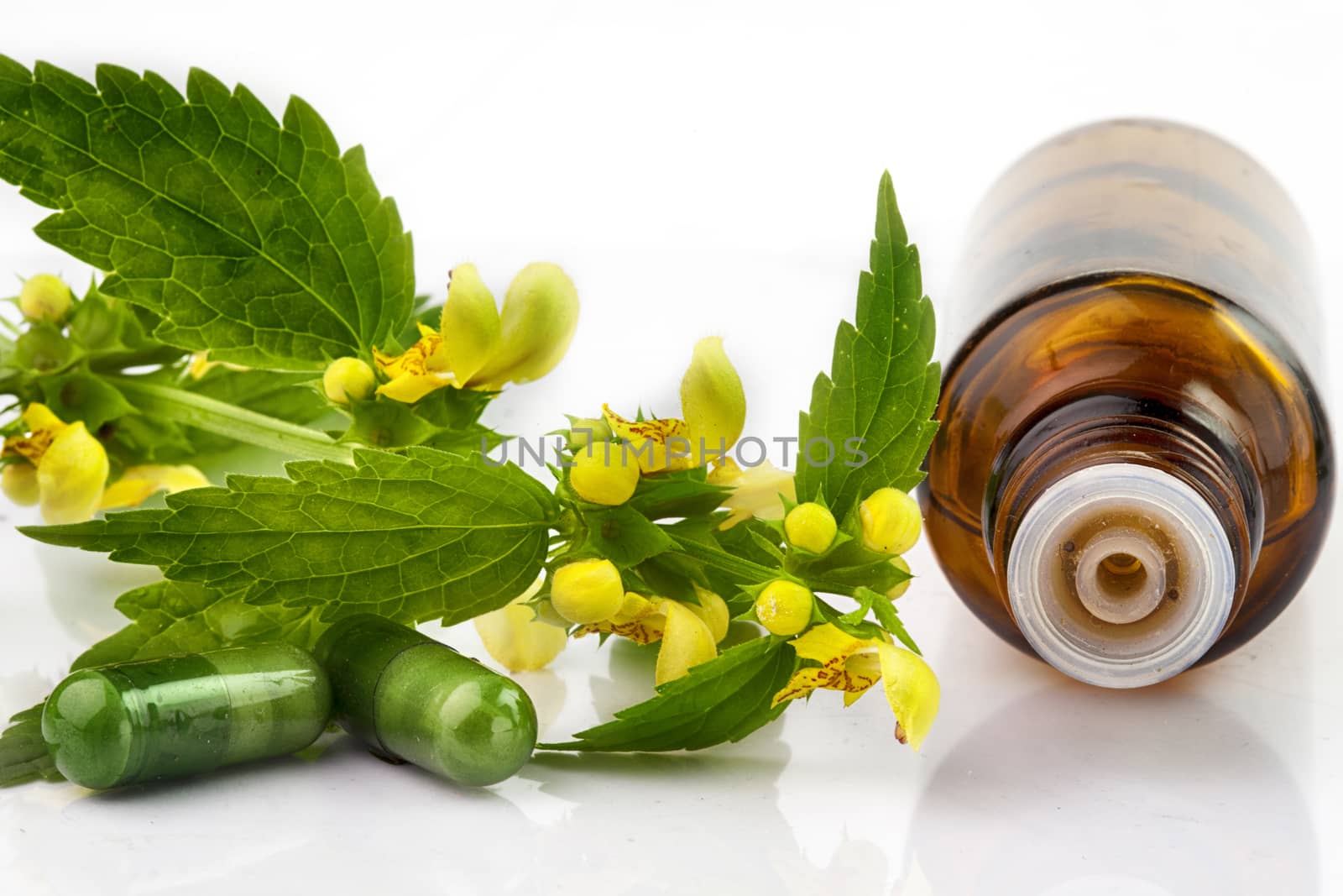 leaf and flower on stingle nestle on isolated white