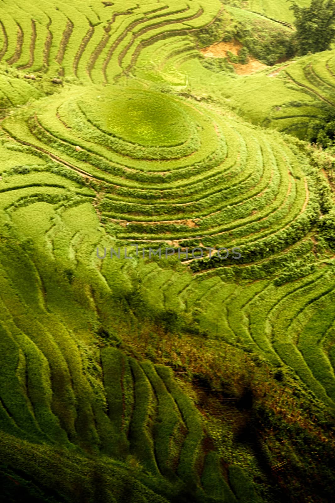 Rice Paddy on Vietnam