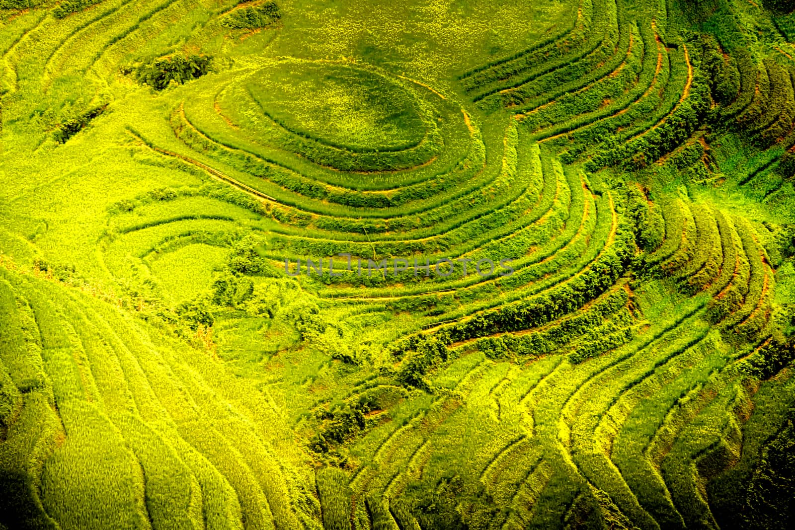 Vietnam rice paddy 