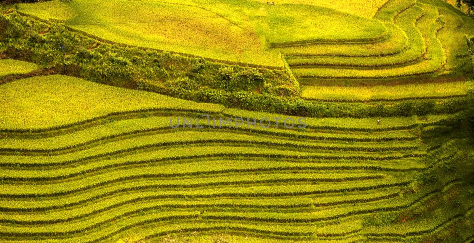 Rice paddy on Vietman