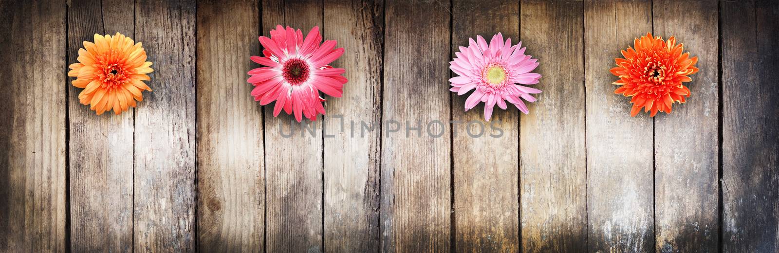 Wooden texture and flowers. There is room for text. Flowers gerbera. Multicolored.