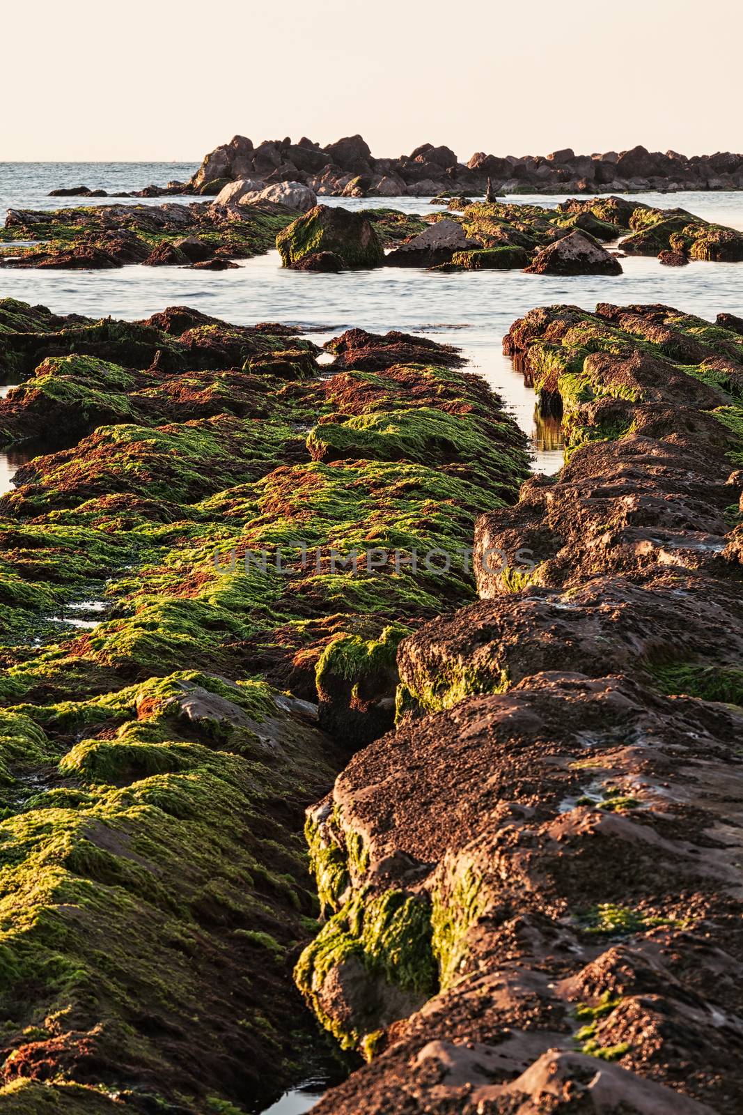 The passetto rocks covered of seaweed at sunrise, Ancona, Italy