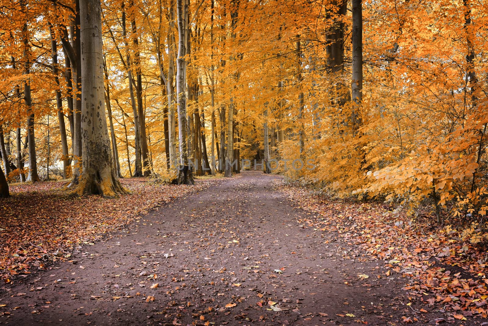 Forest at autumn season, used effect yellow colour.