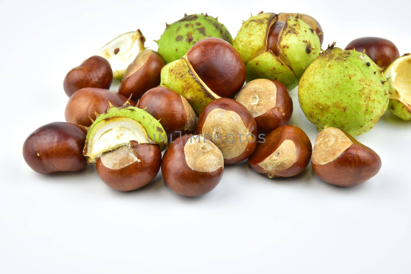Chesnut burr split open, showing a fresh conker.