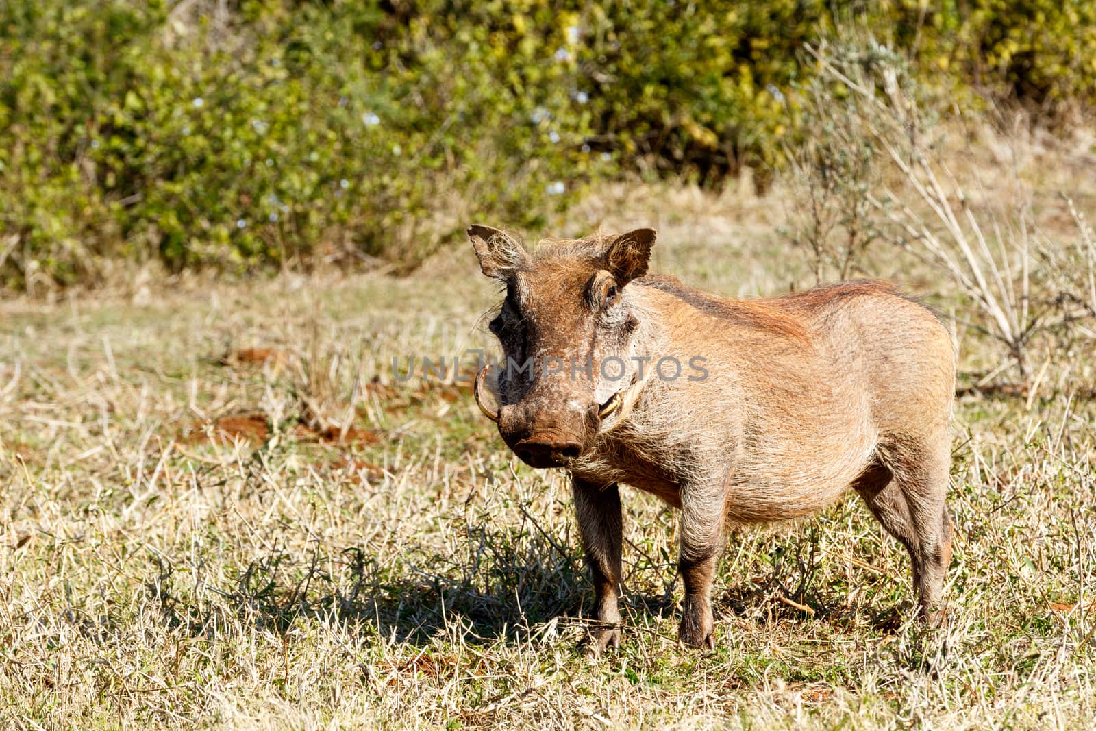 Warthog standing in grass with green srub and looking.
