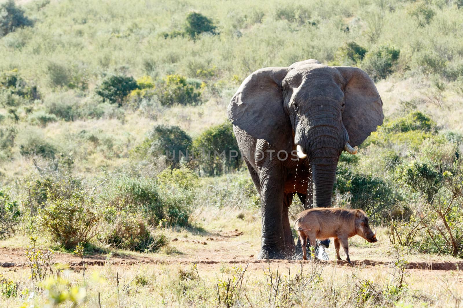 Elephant drinking water with green hill and warthog