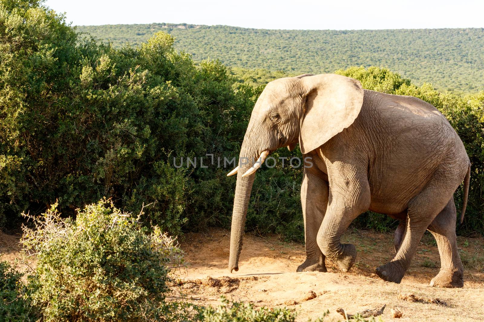 The African bush elephant Elephant taking a walk through the bush
