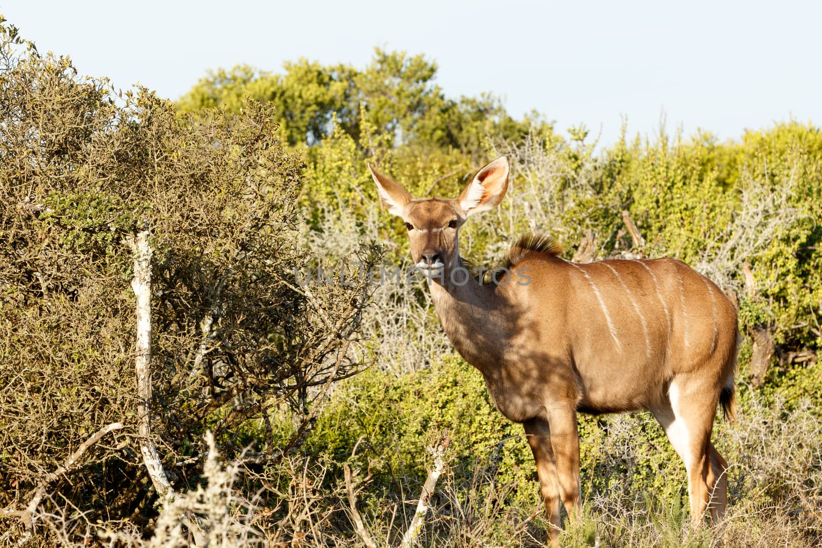 Kudu standing in a green bush looking at you.