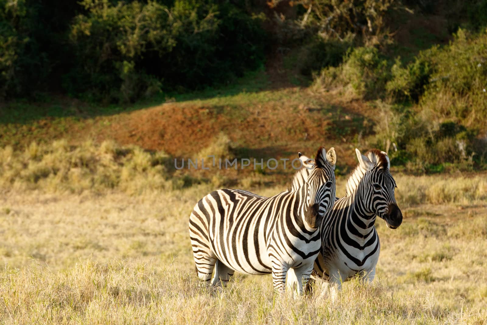 Zebra Standing and Looking in a grass field.