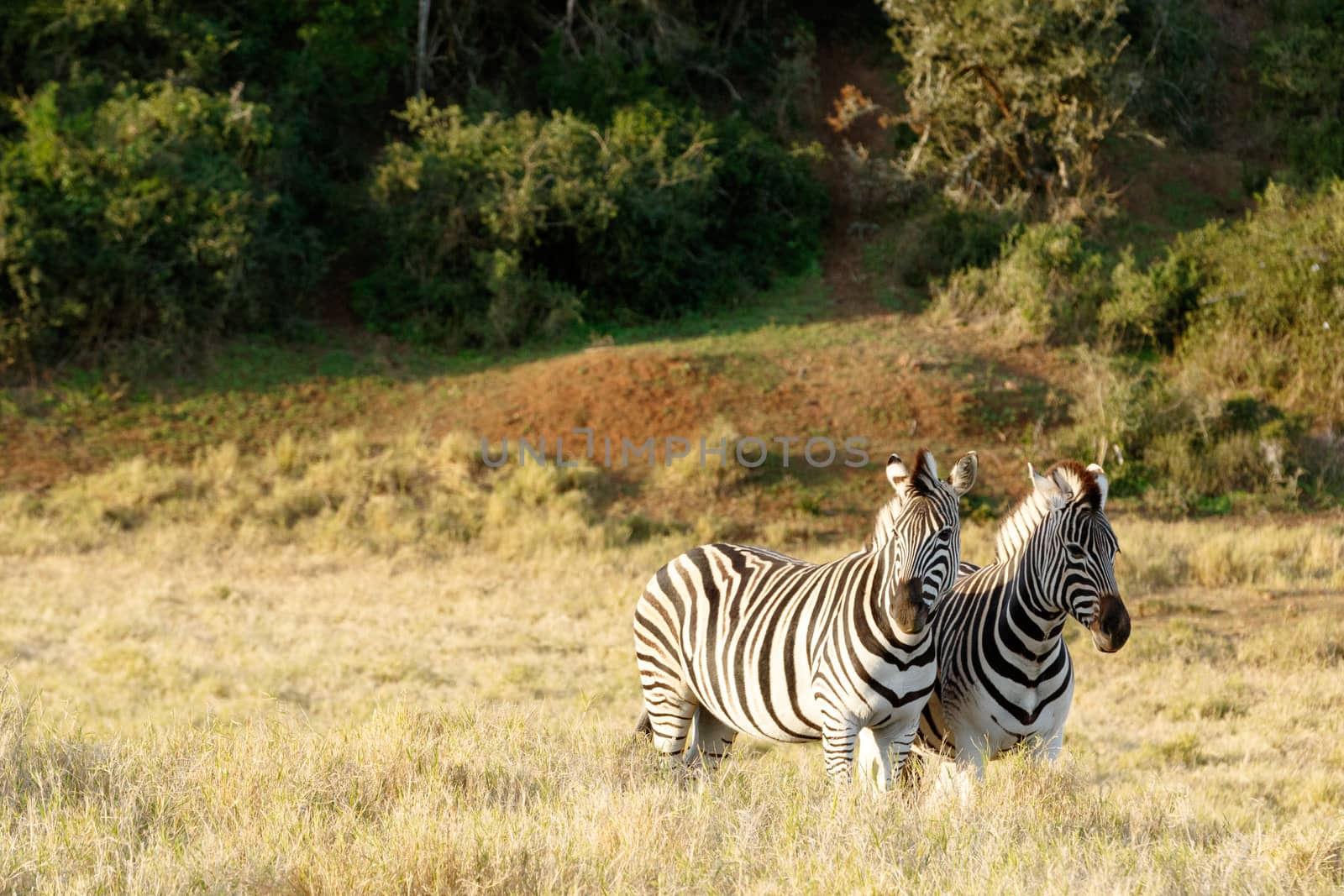 Two Zebras standing in a field of long grass.