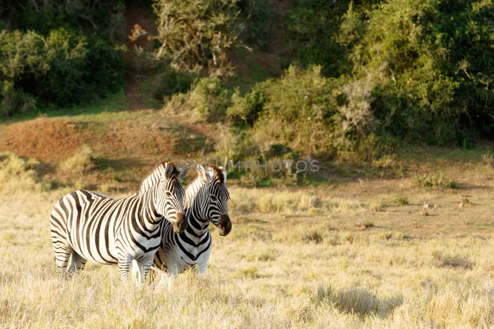 Two Zebras in the long grass with the sun setting down on them.