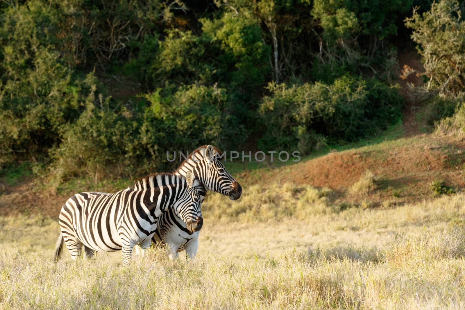 A Zebra giving a good rub against the other in the field.