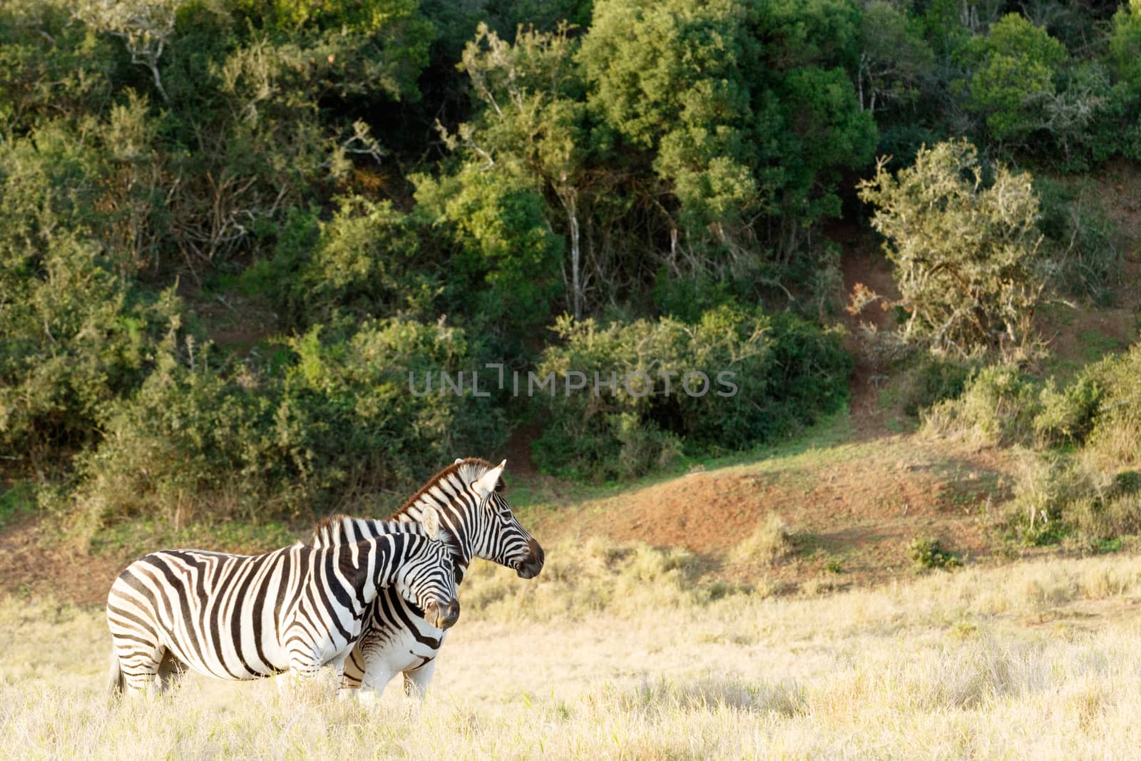 Two Zebra Rubbing some love on each other in the field.